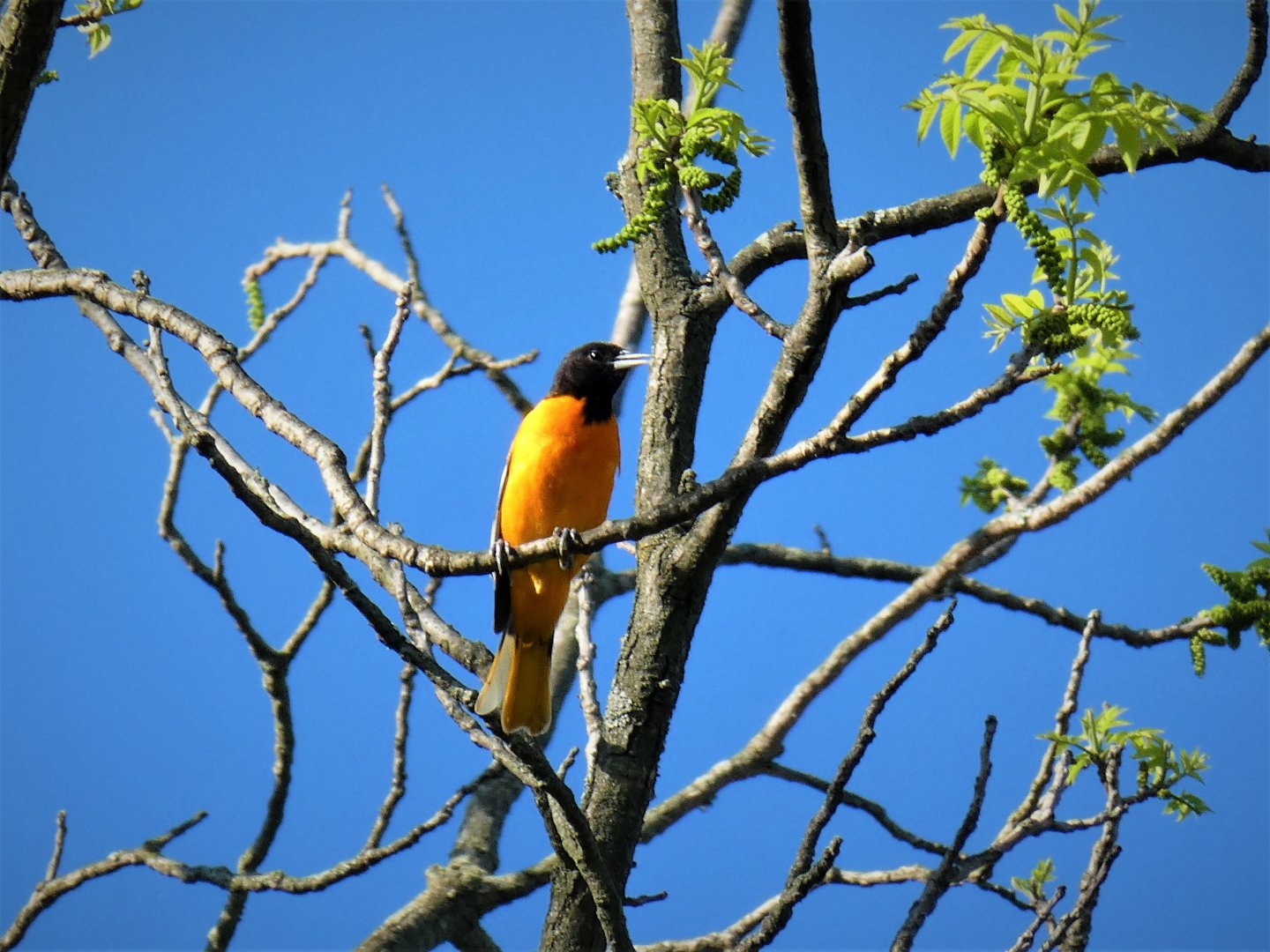 Baltimore Oriole
