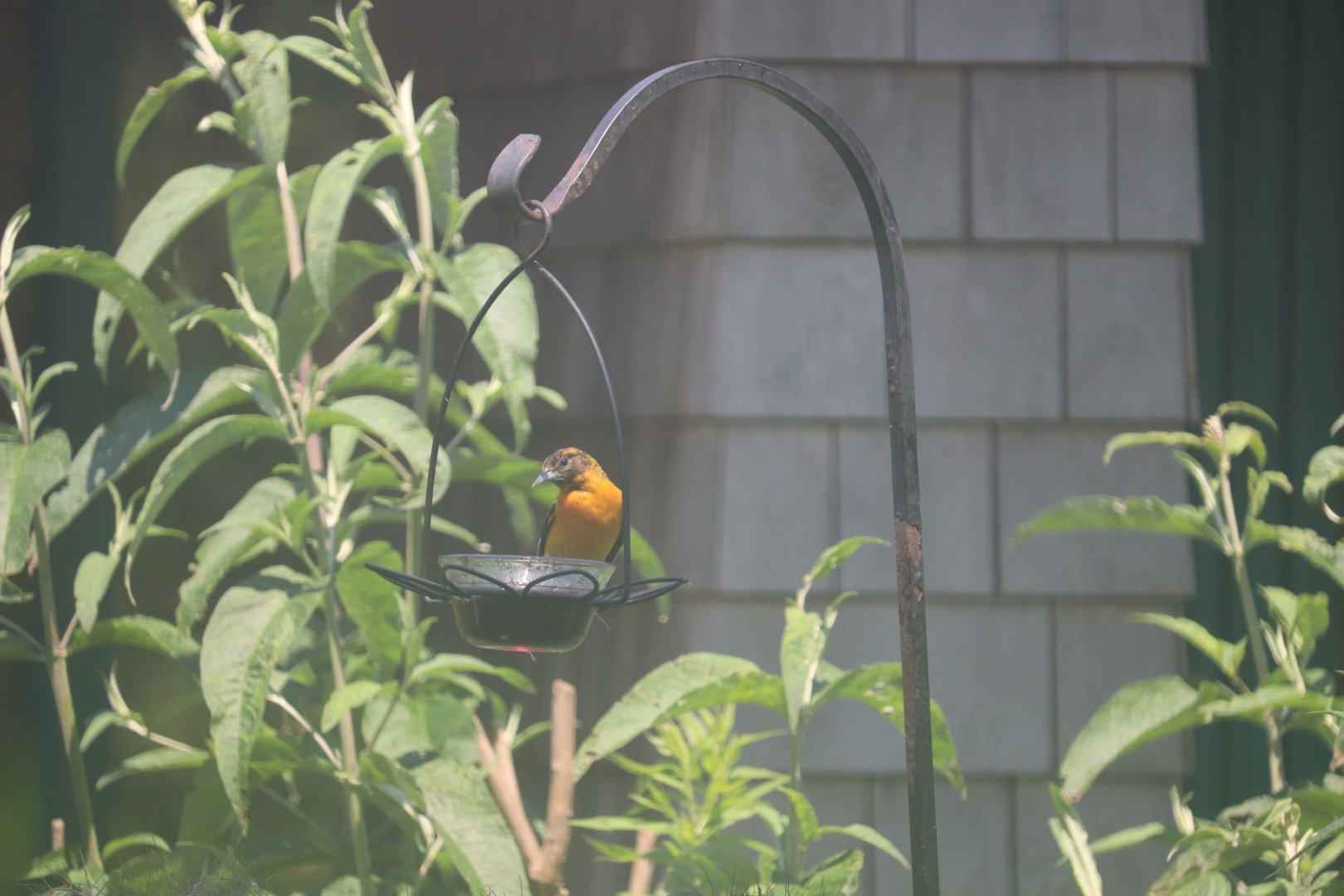 Baltimore Oriole