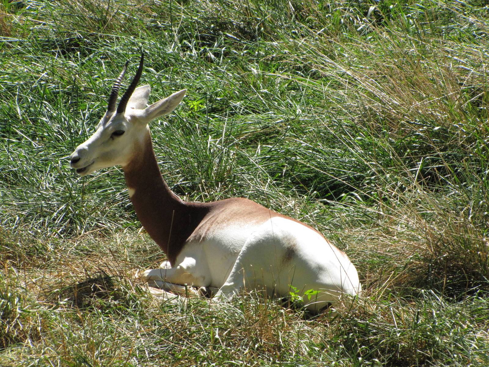 Baltimore Zoo - Addra Gazelle in African Journey