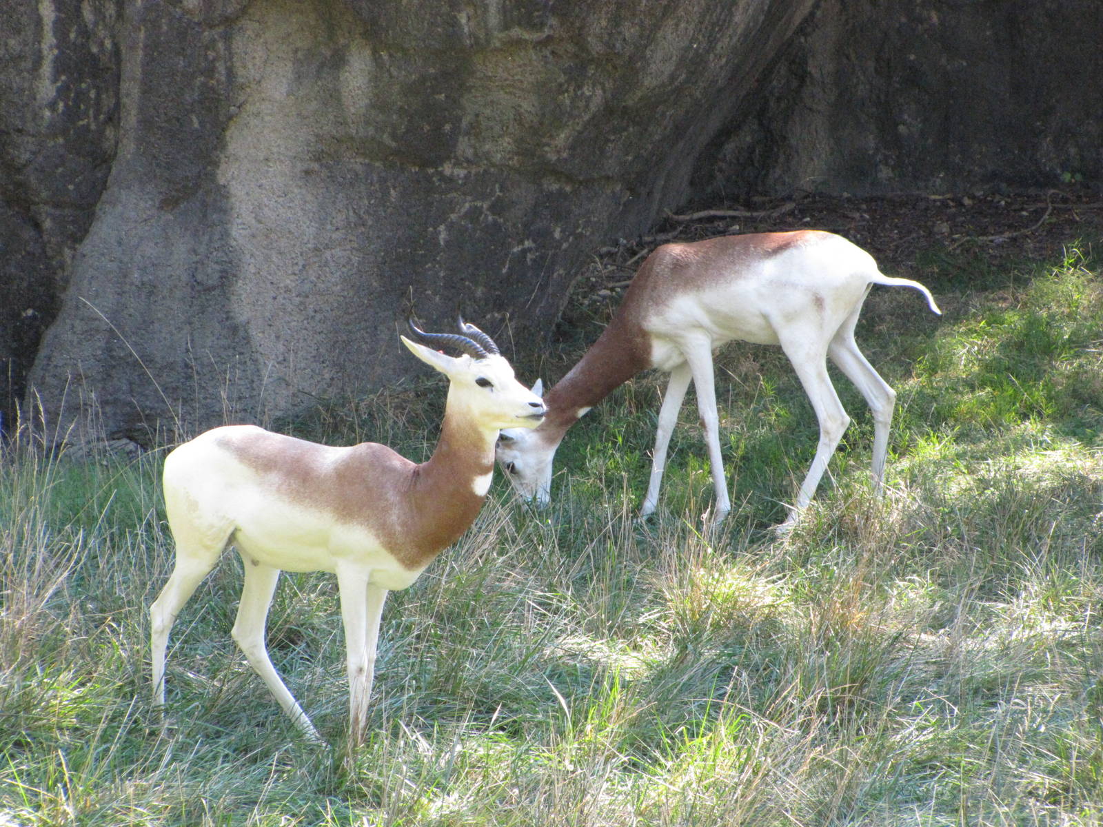 Baltimore Zoo - Addra Gazelles in African Journey