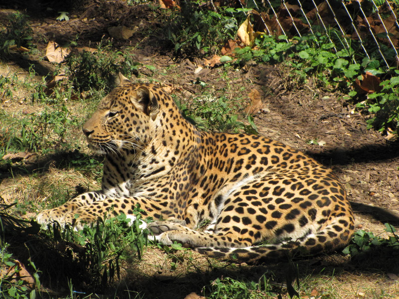 Baltimore Zoo - African Leopard in African Journey