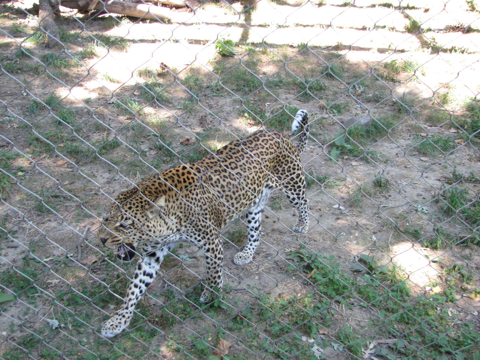 Baltimore Zoo - African Leopard in African Journey