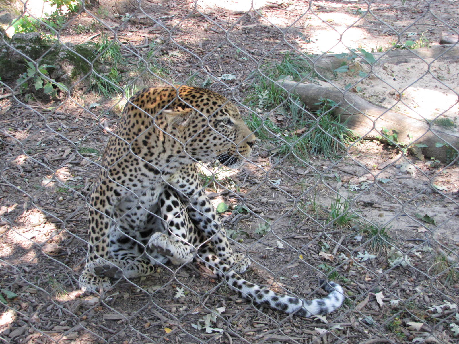 Baltimore Zoo - African Leopard in African Journey