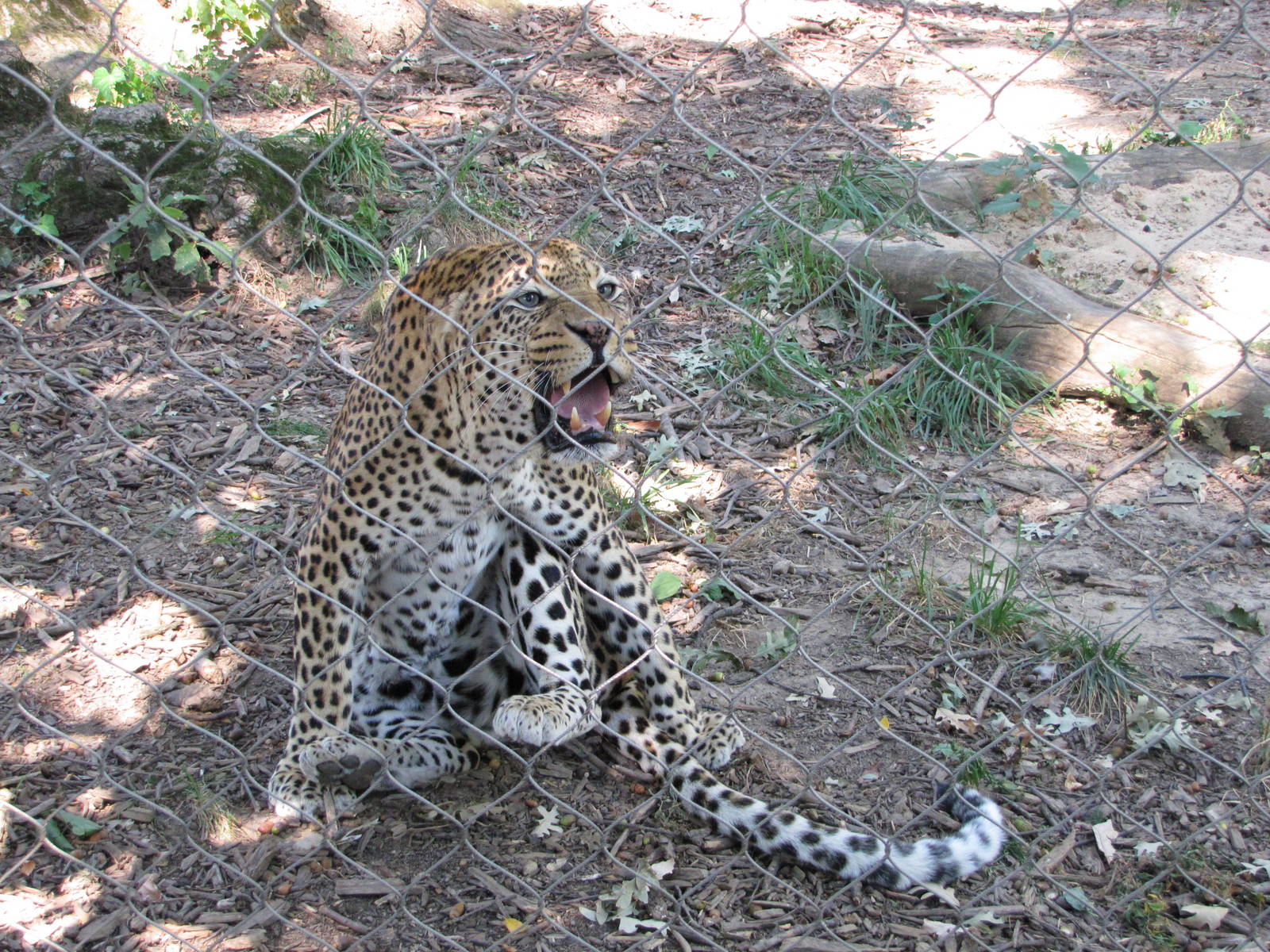 Baltimore Zoo - African Leopard in African Journey