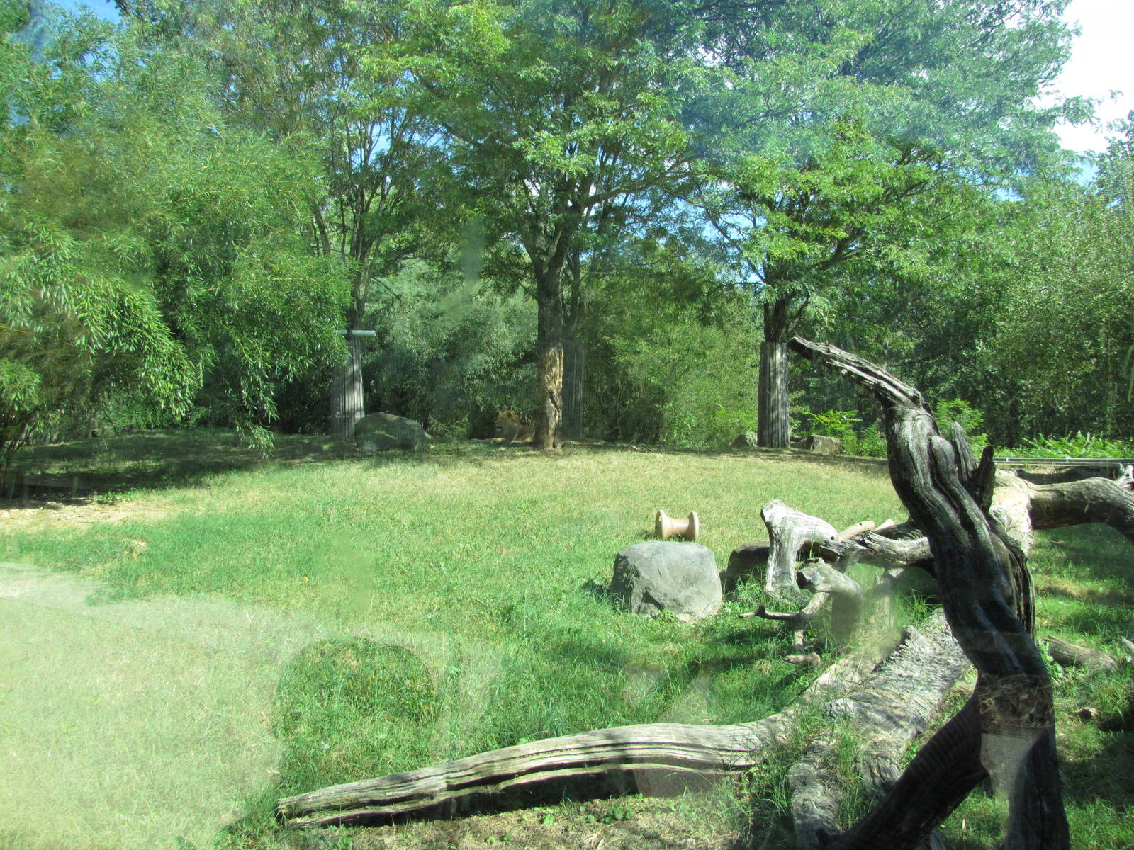 Baltimore Zoo - African Lion exhibit in African Journey