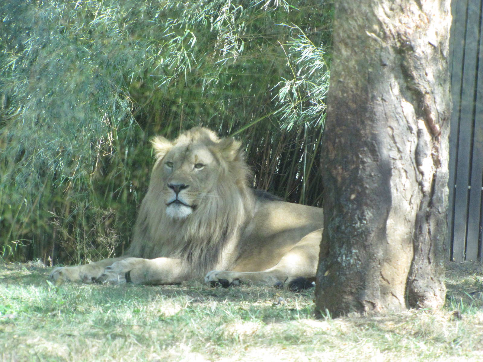 Baltimore Zoo - African Lion male in African Journey