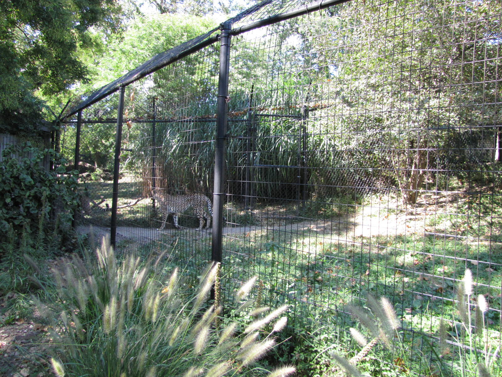 Baltimore Zoo - Cheetah enclosures in African Journey