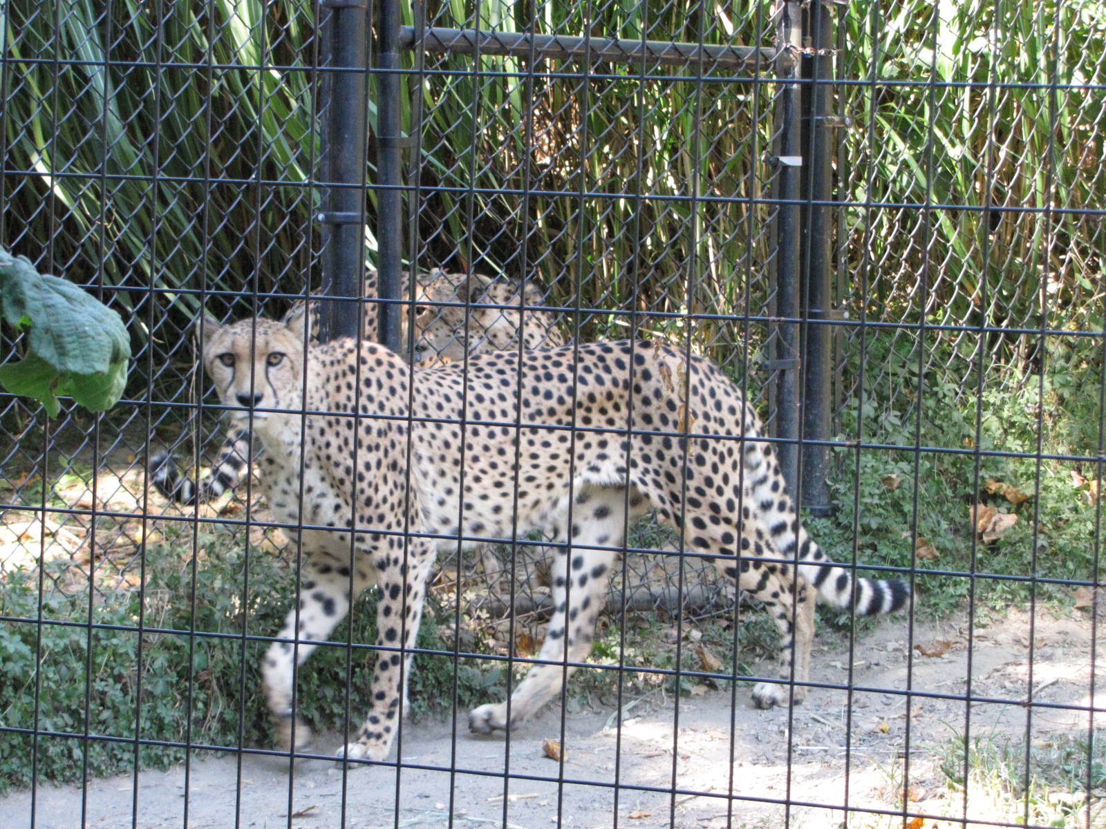 Baltimore Zoo - Cheetah in African Journey