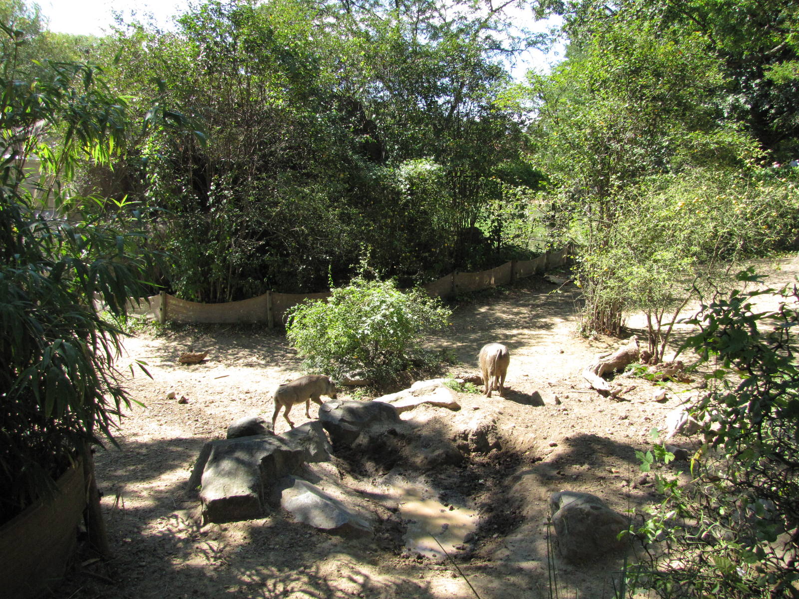 Baltimore Zoo - Common Warthog exhibit in African Journey