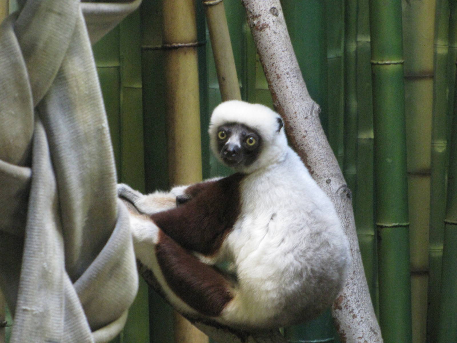 Baltimore Zoo - Coquerels Sifaka