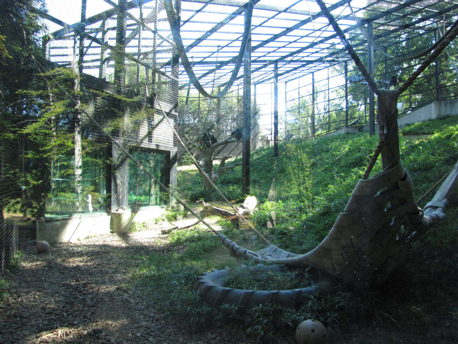 Baltimore Zoo - Inside Chimpanzee outdoor exhibit