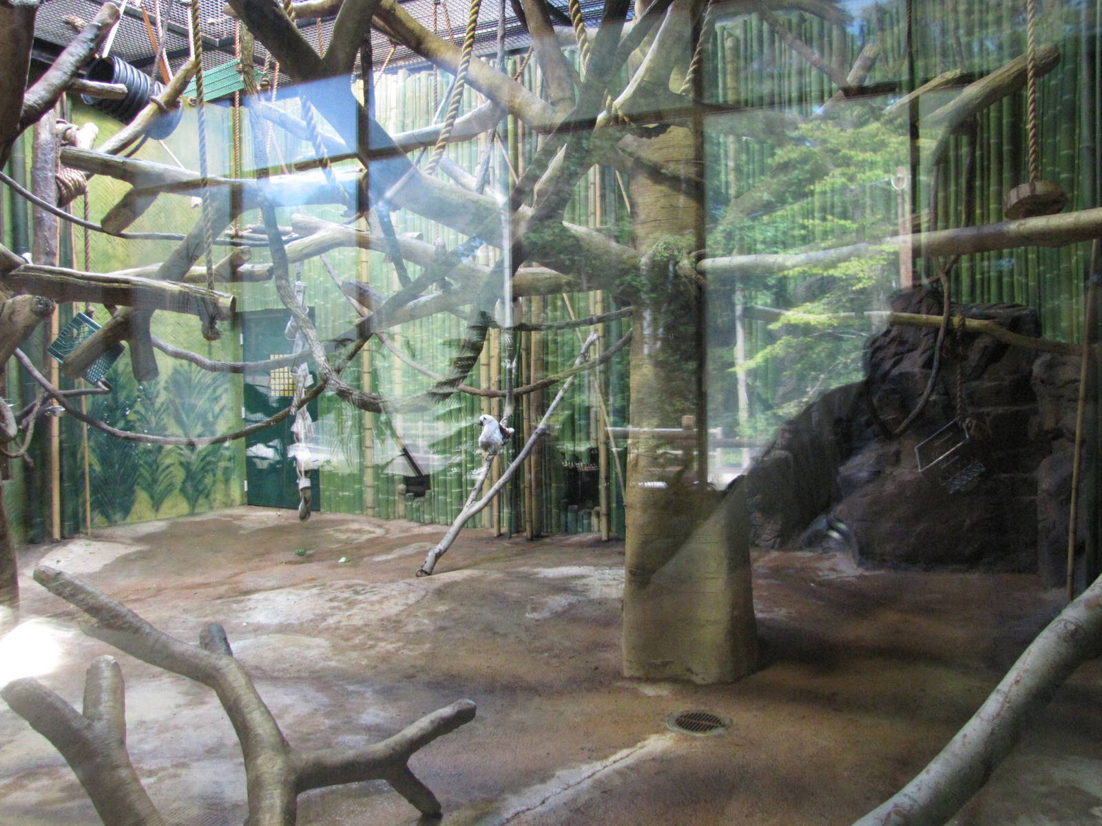 Baltimore Zoo - Inside Sifaka exhibit in the Primate House