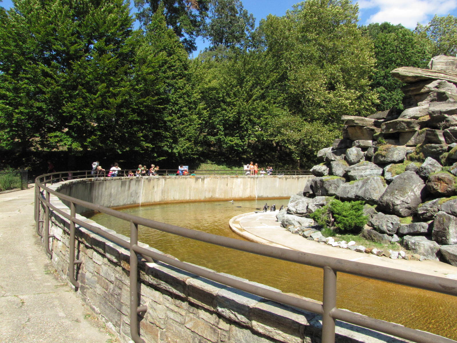 Baltimore Zoo - Large Jackass Penguin exhibit