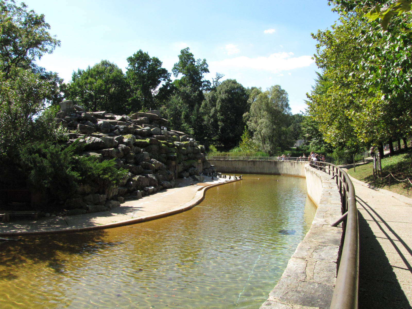 Baltimore Zoo - Large Jackass Penguin exhibit