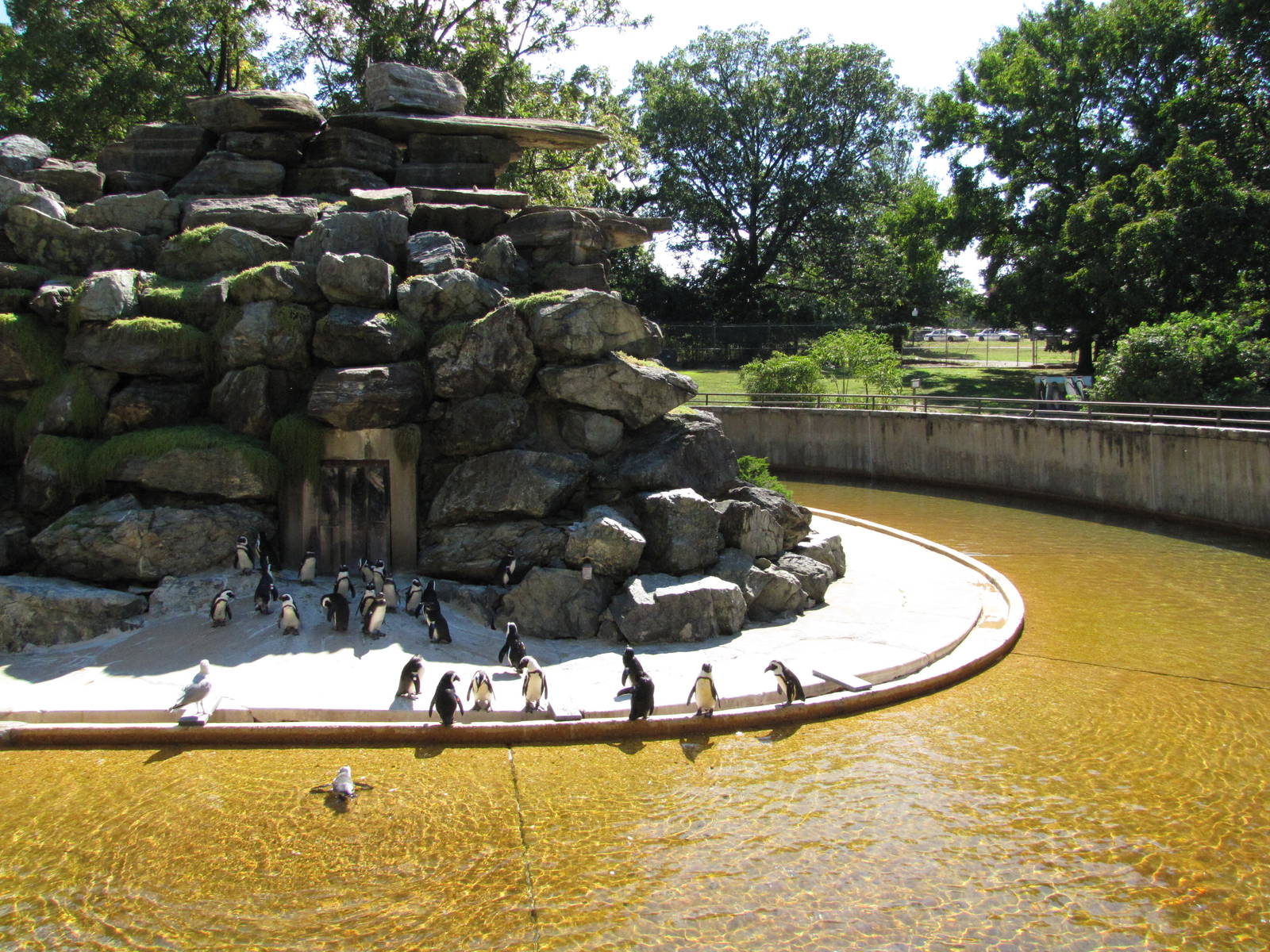 Baltimore Zoo - Large Jackass Penguin exhibit