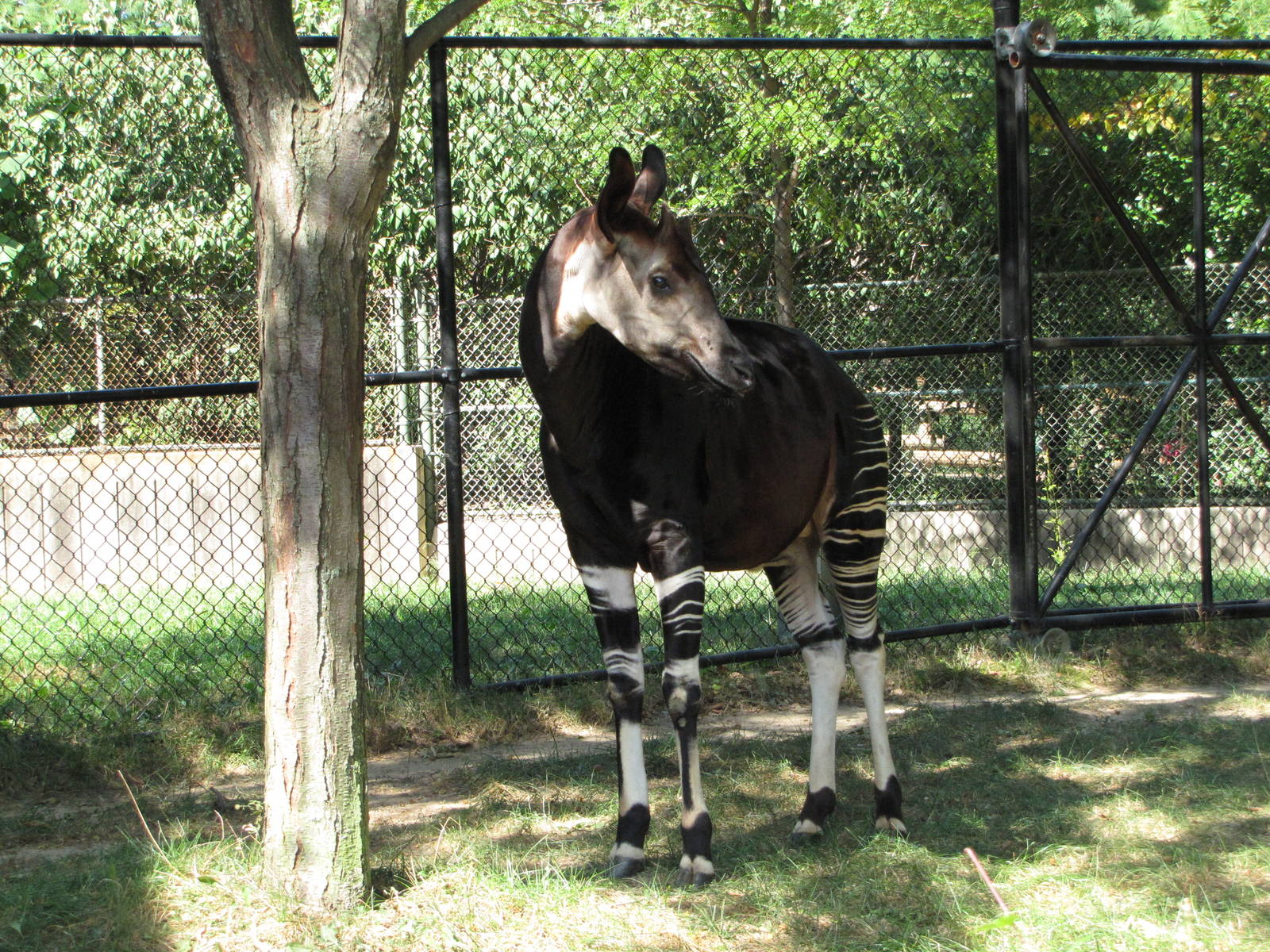 Baltimore Zoo - Okapi