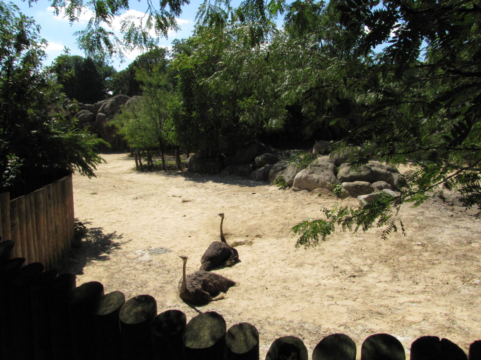 Baltimore Zoo - Ostrich in African Journey