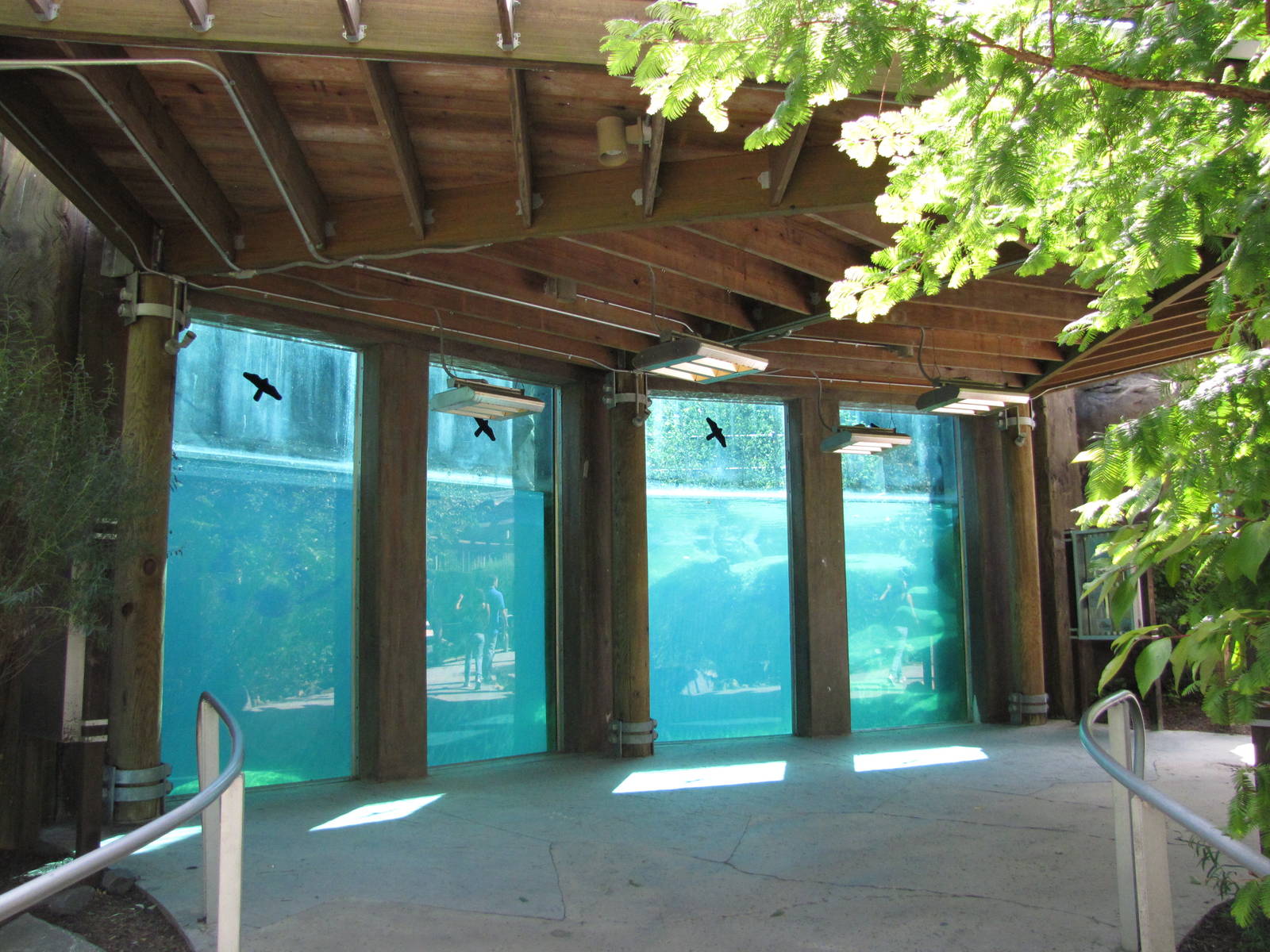Baltimore Zoo - Polar Bear Watch underwater viewing