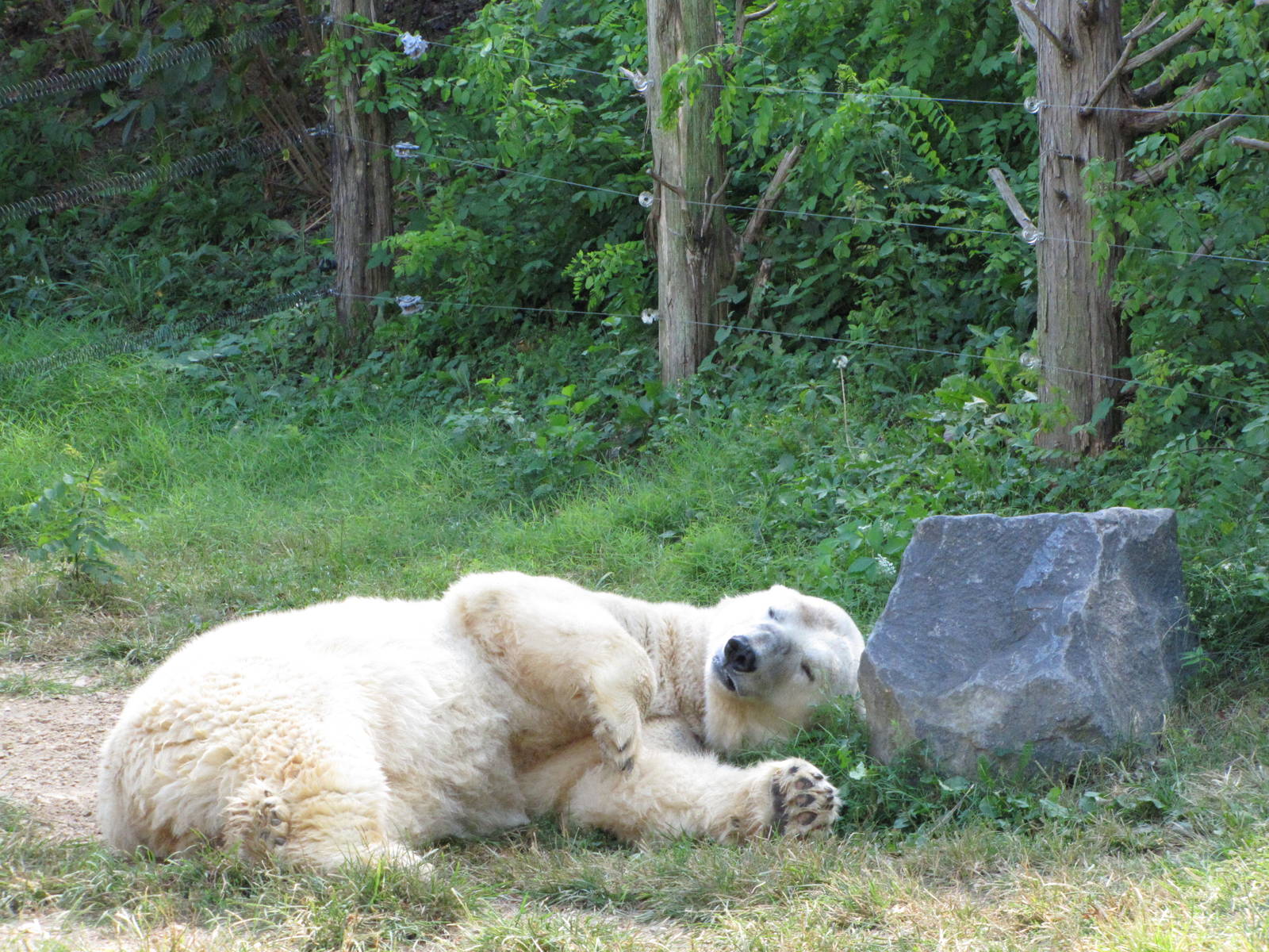 Baltimore Zoo - Polar Bear