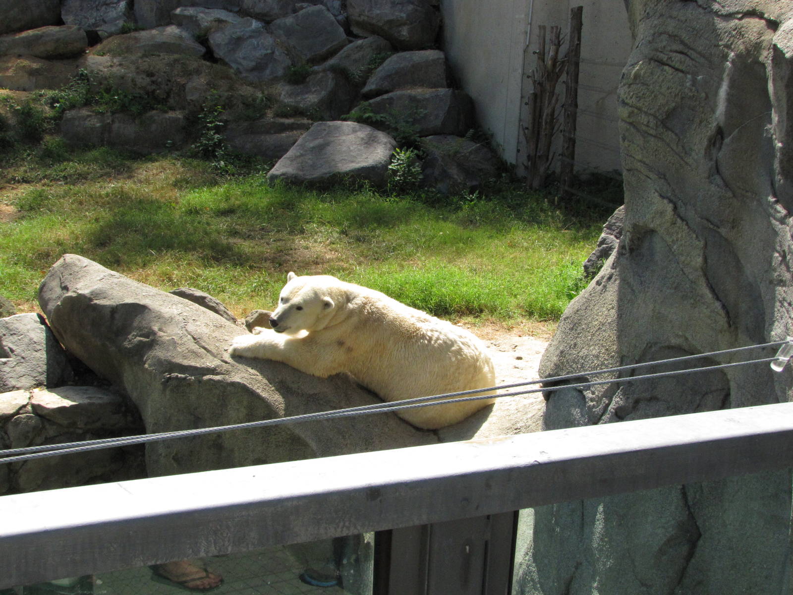 Baltimore Zoo - Polar Bear