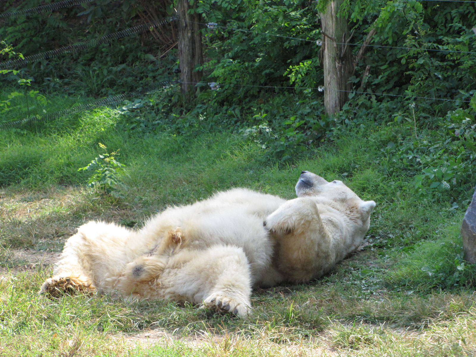 Baltimore Zoo - Polar Bear