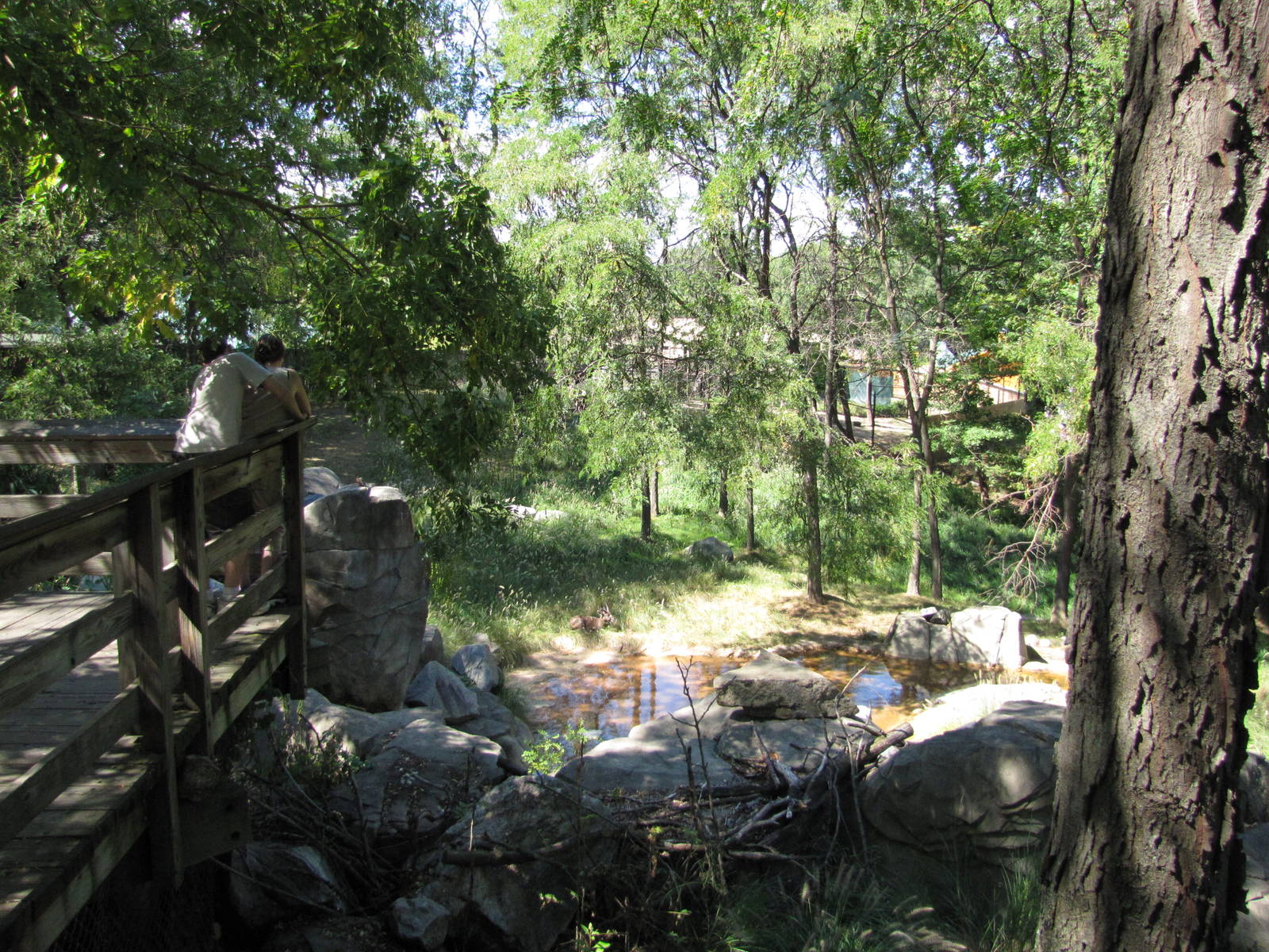 Baltimore Zoo - Sitatunga exhibit in African Journey