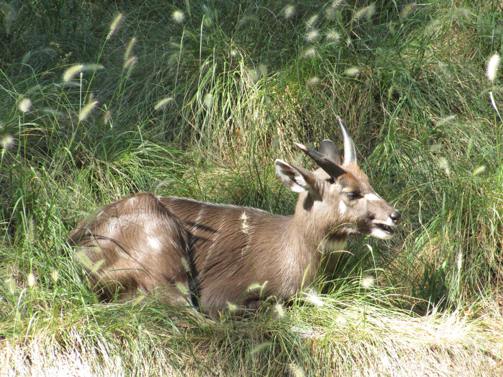Baltimore Zoo - Sitatunga