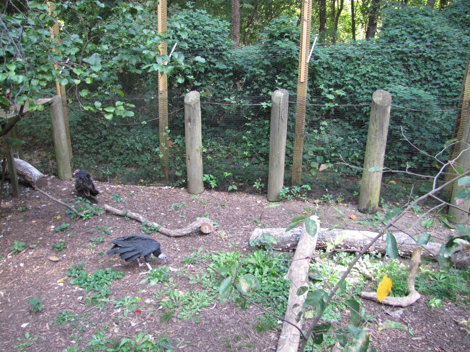 Baltimore Zoo - Turkey Vulture exhibit in Childrens Zoo