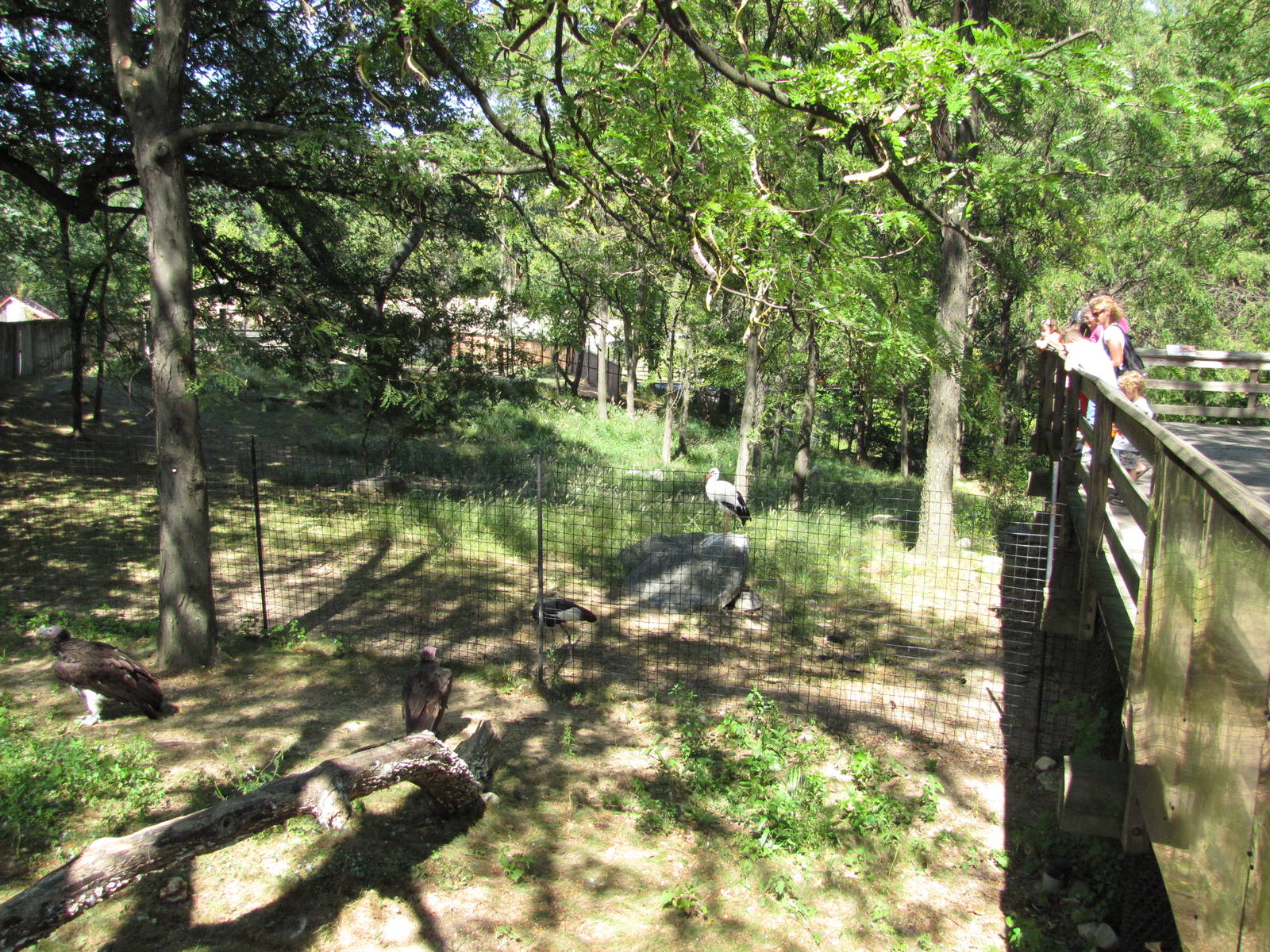 Baltimore Zoo - Vulture exhibit in African Journey
