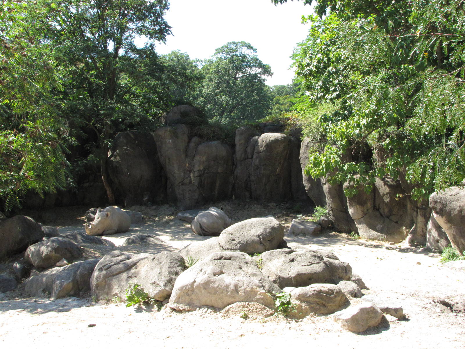 Baltimore Zoo - White Rhinoceros in African Journey