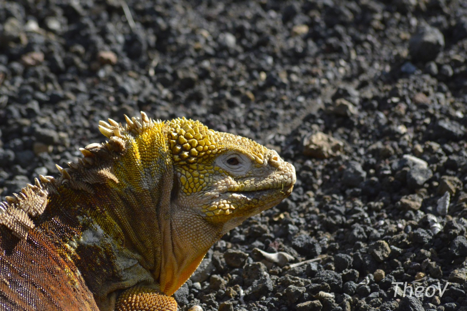 Baltra land iguana [2019]