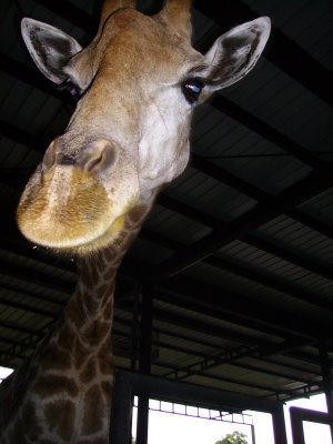 Balunga, Night Safari