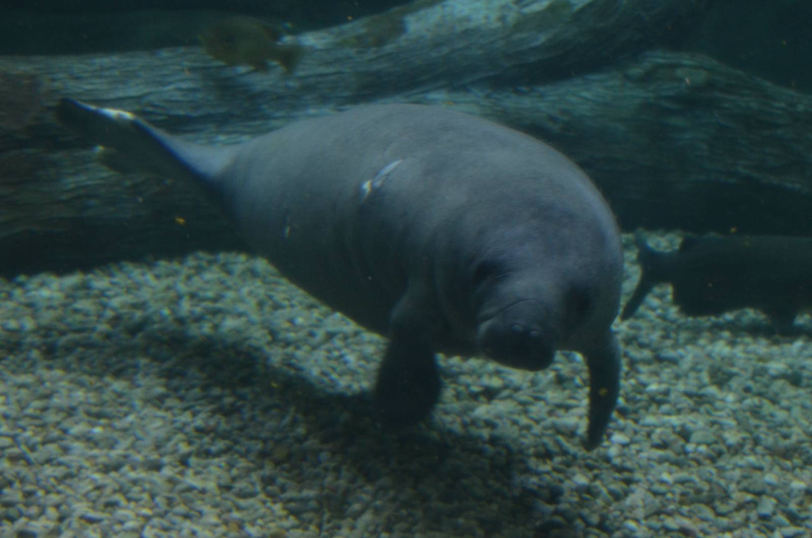 BamBam the Manatee Calf - 10/26/15
