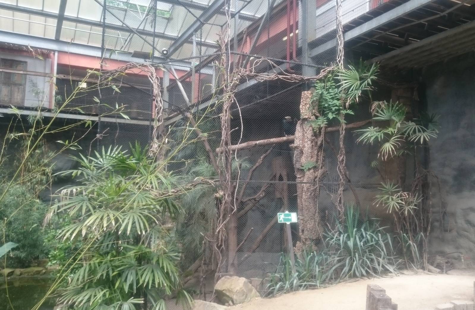 Bamboe Jungle: Silvery-cheeked hornbill aviary