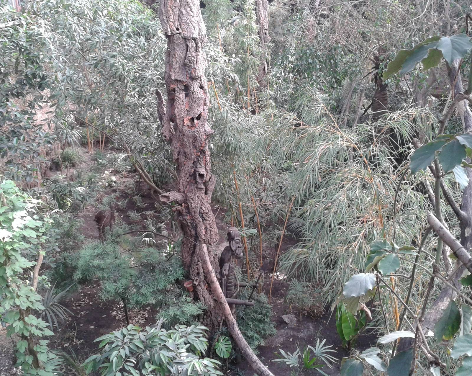 Bamboe jungle, view in the tropical house