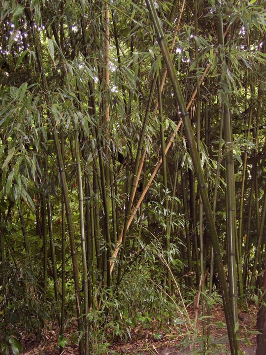 Bamboo Along the Trails