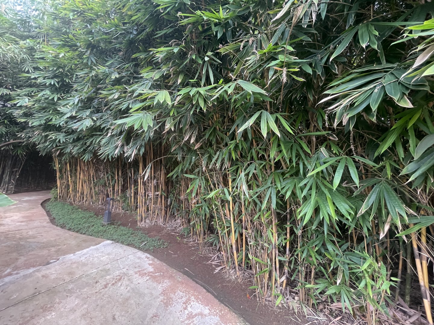 bamboo forest entrance - aviary park