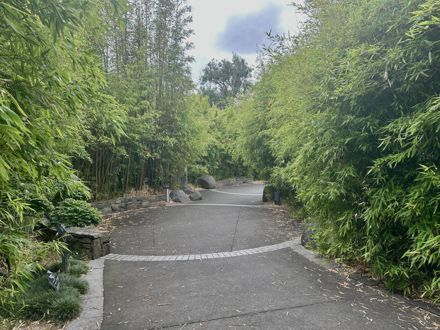 Bamboo Forest - Path