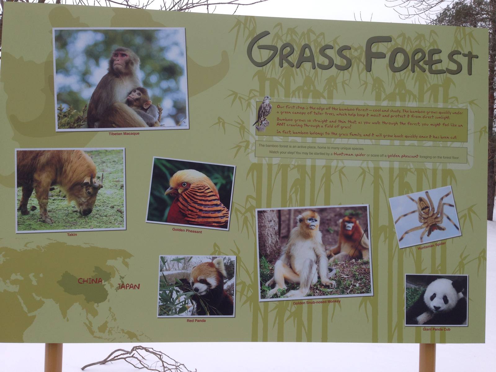 Bamboo Forest Signage