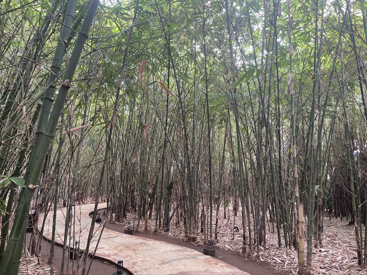 bamboo forest walkthrough - aviary park