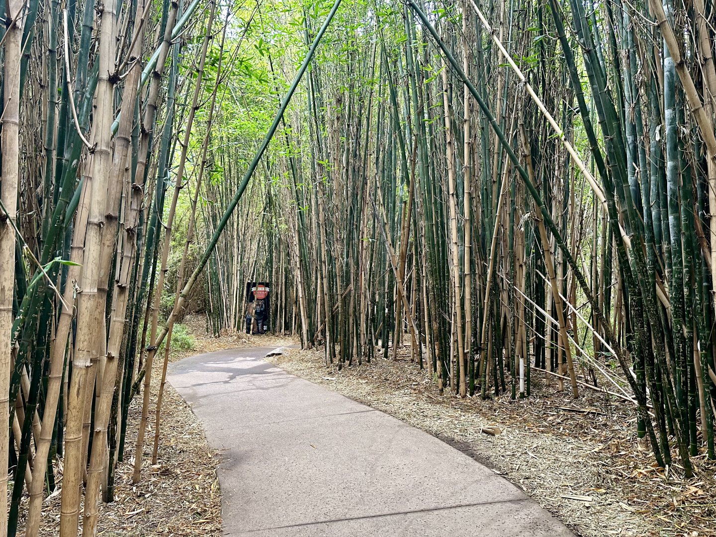 Bamboo Forest
