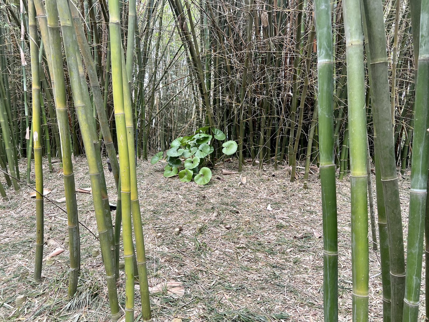 Bamboo grove