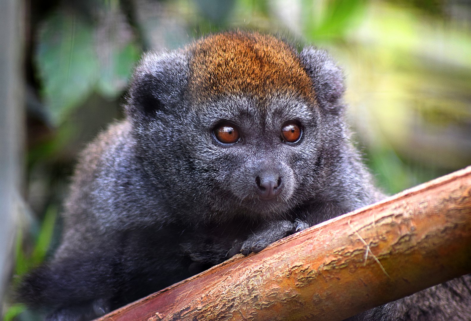 Bamboo Lemur at Chester Zoo