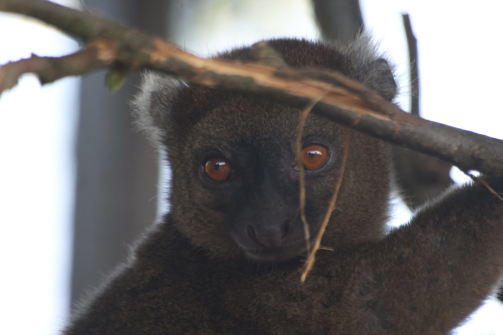 Bamboo Lemur Close Up