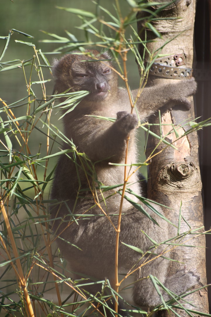 Bamboo Lemur (Does exactly what it says on the tin)