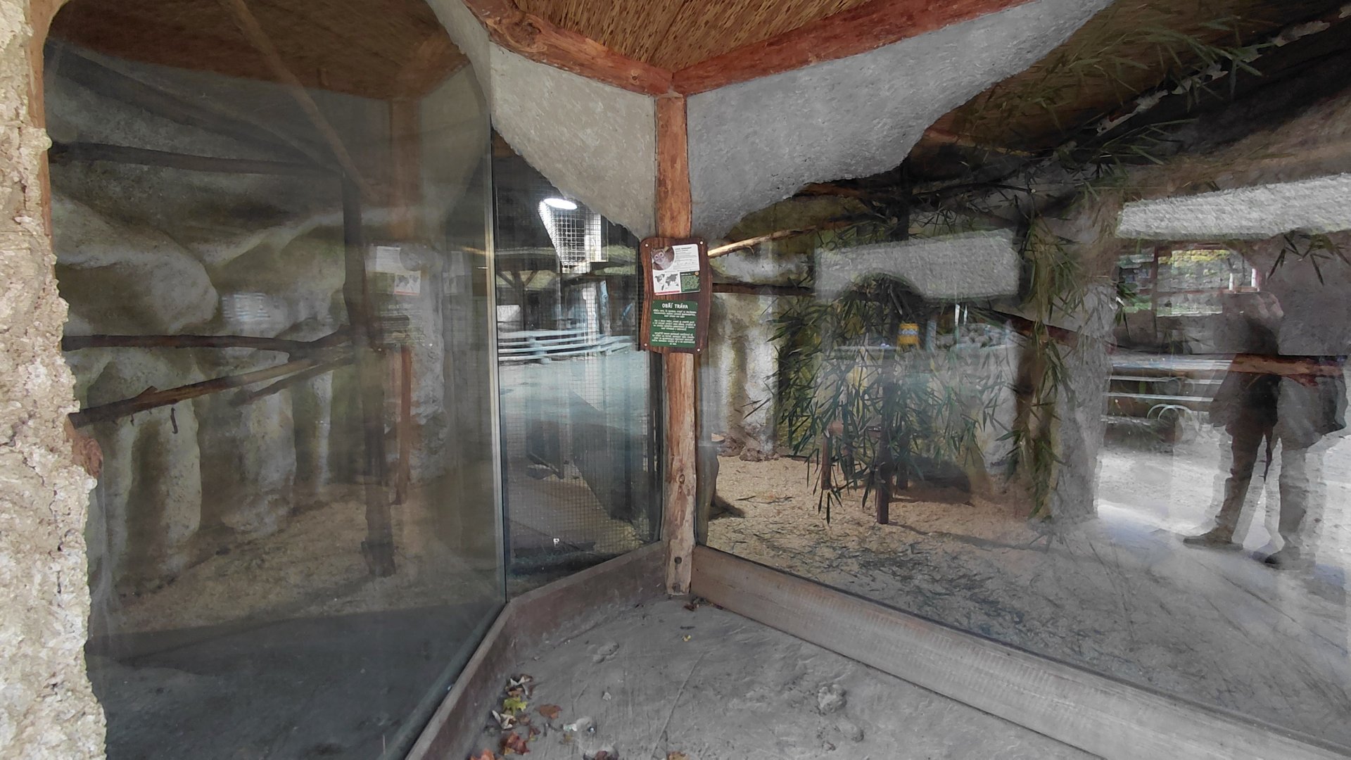 Bamboo lemur indoor exhibit