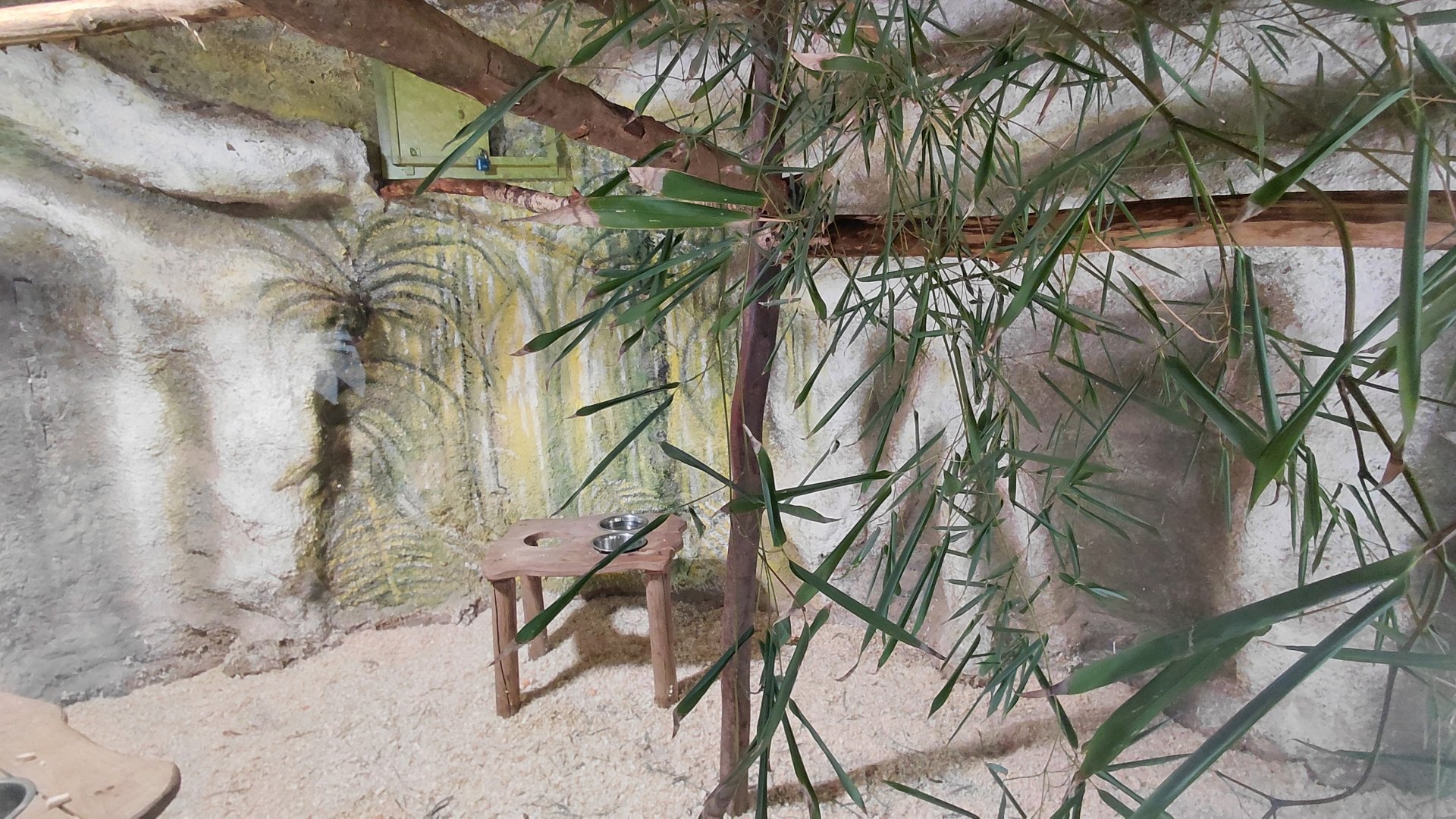 Bamboo lemur indoor exhibit