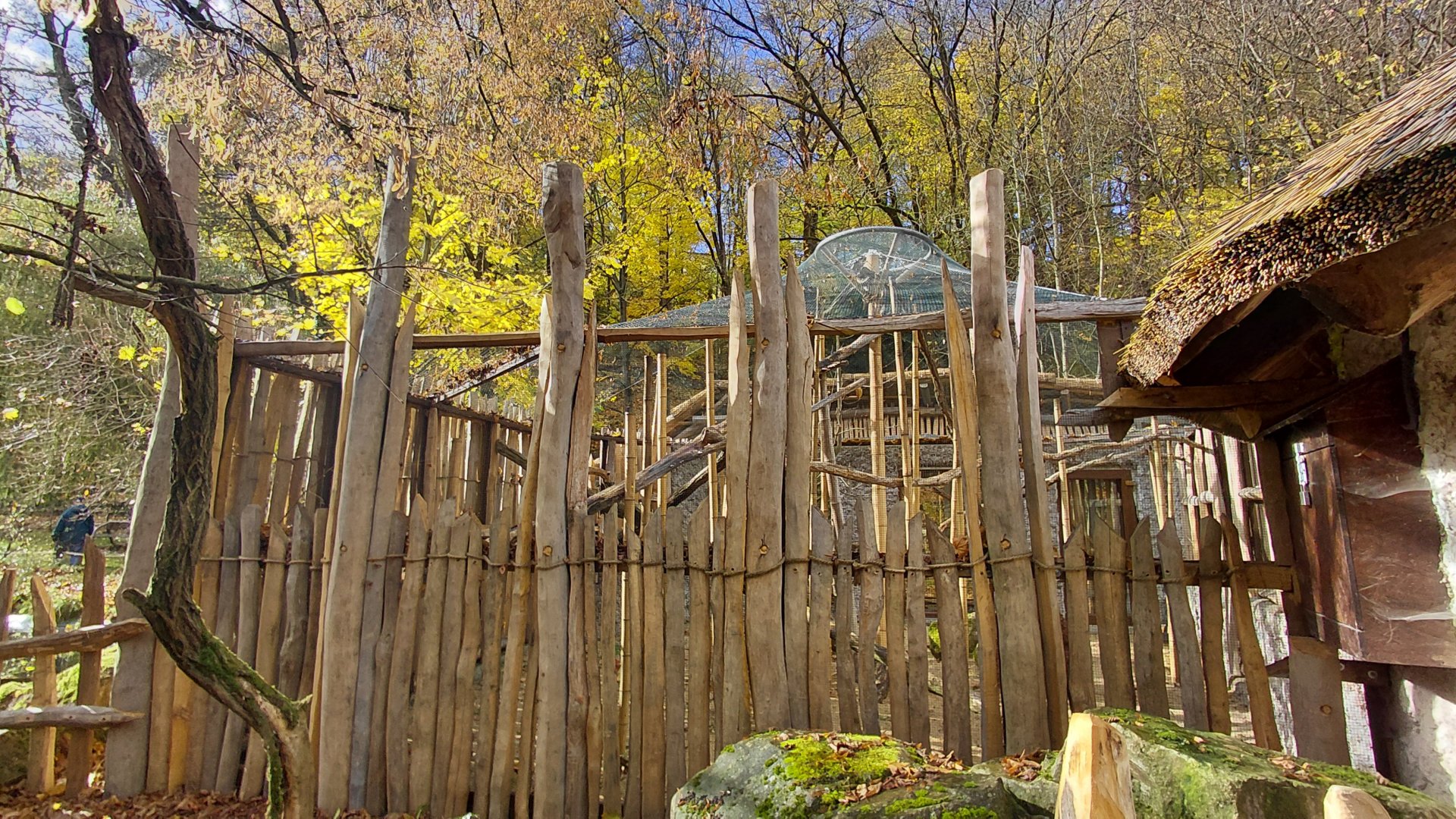 Bamboo lemur outdoor exhibit