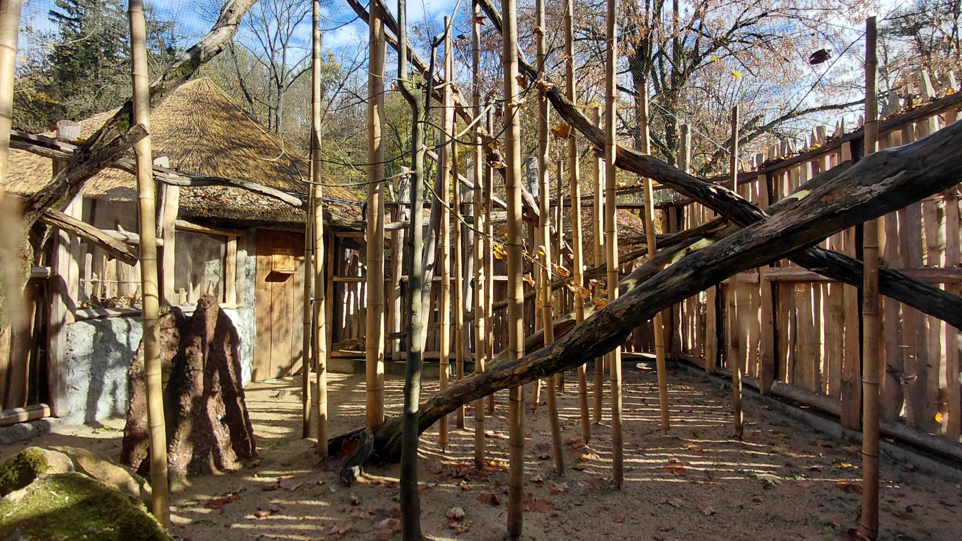 Bamboo lemur outdoor exhibit
