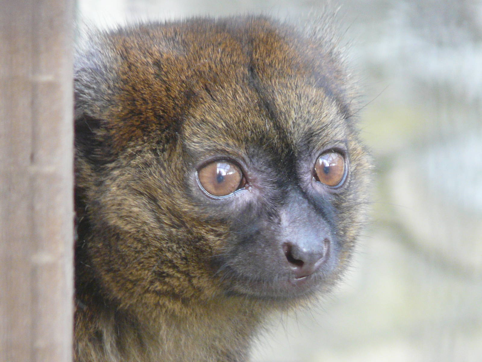 Bamboo Lemur